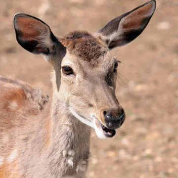 Antelope's portrait Foto stock