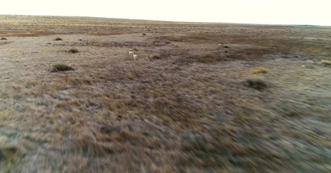 Antelopes on Prairie 4K Video stock 84249553