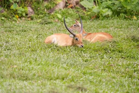 Antelopes resting on grass Stock Photos