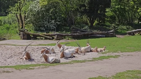 Antelopes resting in the meadow Stock Footage 308654302