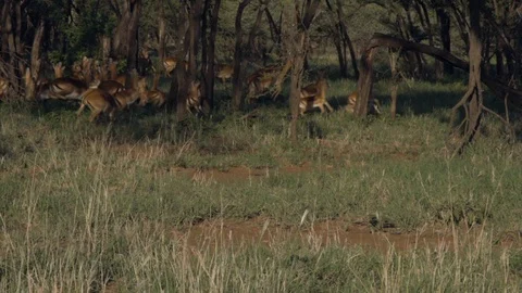 Antelopes run into the forest at the sight of danger Stock Footage 104995930