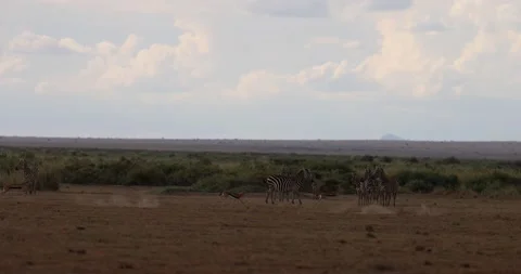 Antelopes run in the savannah Stock Footage 193393018