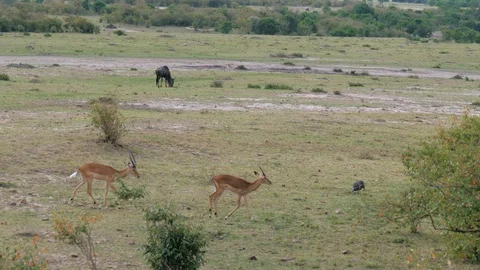 Antelopes Thomson Go One After Another In The Bushes In The African Savannah Stock Footage 95903174