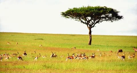 Antelopes under the tree Stock Photos