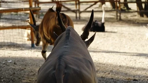 Antelopes walk away across sandy ground inside a zoo enclosure, captured from Stock Footage 325795257