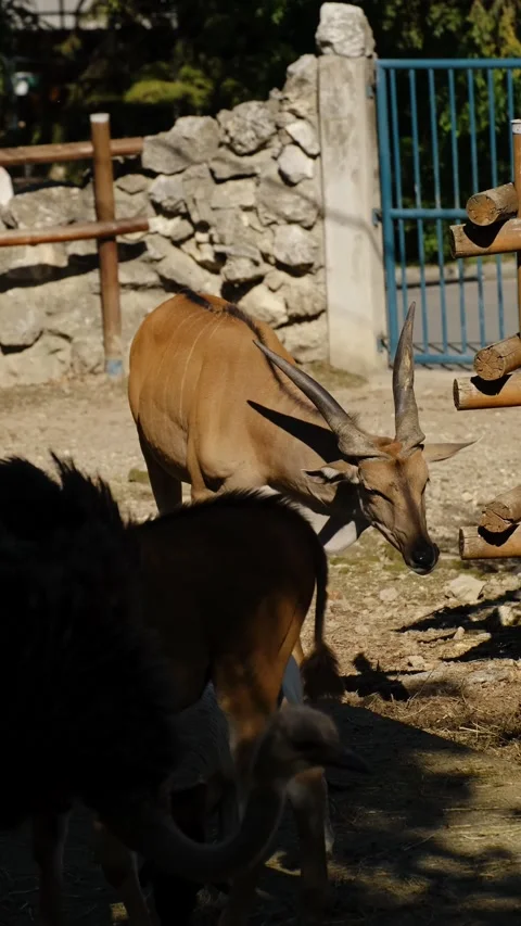 Antelopes walk inside a zoo enclosure together with sheep under natural daylight Stock Footage 325741133