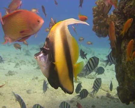 Antenna butterflyfish (1) Video stock 30076024