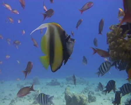Antenna butterflyfish (2) 動画素材 30077020