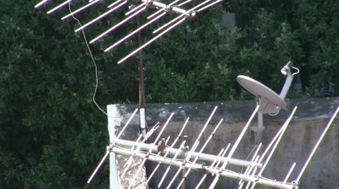 Antenna Video stock 491497