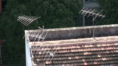 Antenna Video stock 491546