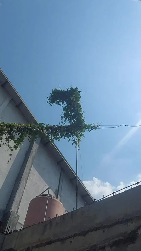 Antenna, Unique Vertical Video stock 281074572