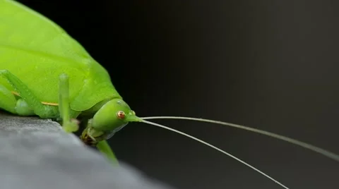 Anterior part of katydid Stock Footage 50156901