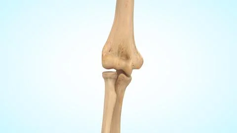 Anterior view of elbow joint bones 3d illustration Illustrazione stock