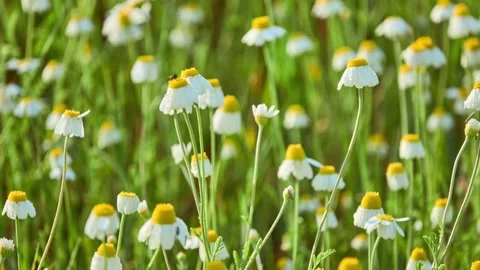 Anthemis arvensis (Field, Corn, Common or Scentless chamomile, Mayweed) is sp Stock Footage 165169531