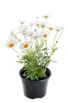 Anthemis punctata Stock Photos
