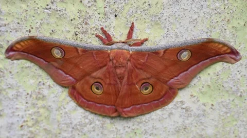 Antheraea yamamai moth. Stock Footage 320237529