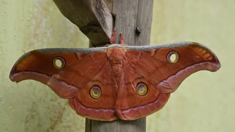 Antheraea yamamai moth. Stock Footage 320237616