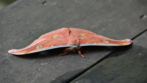 Antheraea yamamai moth. Stock Footage 320237620