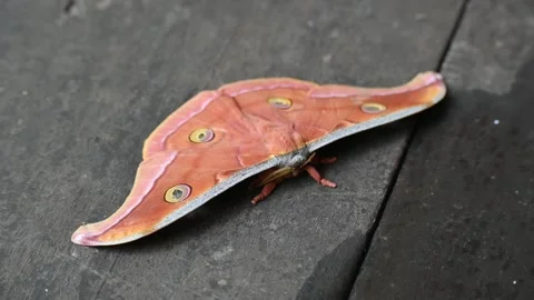 Antheraea yamamai moth. Stock Footage 320237661