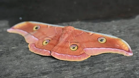 Antheraea yamamai moth. Stock Footage 320238076