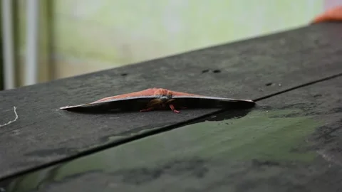 Antheraea yamamai moth. Stock Footage 320238078