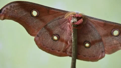 Antheraea yamamai moth. Stock Footage 320238122