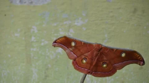 Antheraea yamamai moth. Stock Footage 320238123