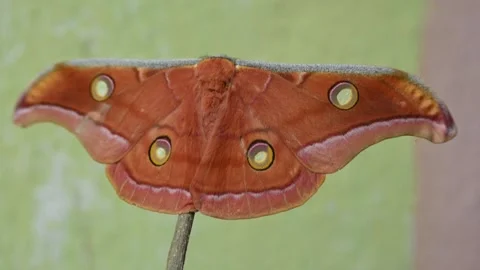 Antheraea yamamai moth. Stock Footage 320238124