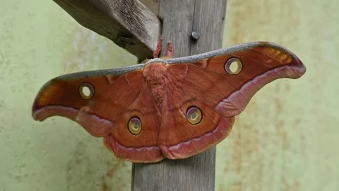 Antheraea yamamai moth. Stock Footage 320238682