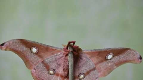 Antheraea yamamai moth. Stock Footage 320238744