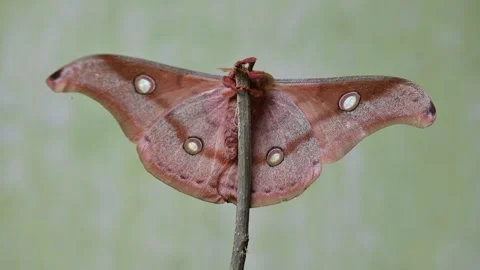 Antheraea yamamai moth. Stock Footage 320238778