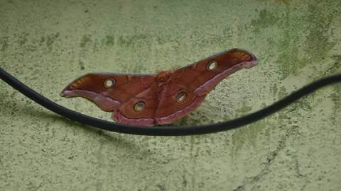 Antheraea yamamai moth. Stock Footage 320238782