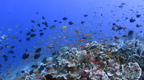 Anthias and Corals  Stock Footage 64234982
