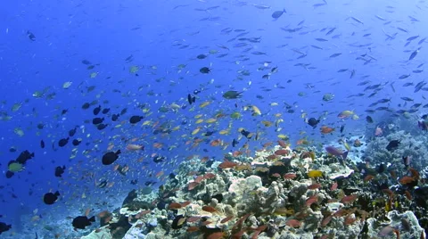 Anthias and Corals  Stock Footage 64235613