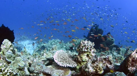 Anthias and Corals  Stock Footage 64236869