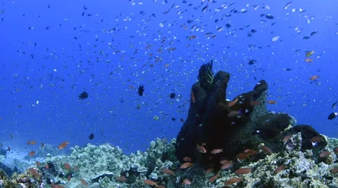 Anthias and Corals  Stock Footage 64237814