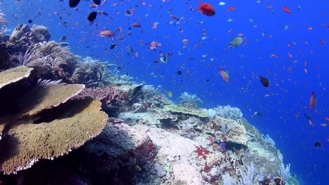 Anthias and Corals Stock Footage 79948079