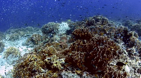 Anthias and Damsel Fish Swimming Over Coral 9 Stock Footage 64250153