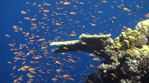 Anthias and a table coral Vídeo Stock 33531174
