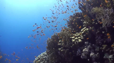 Anthias in backlight Vídeo Stock 33531586