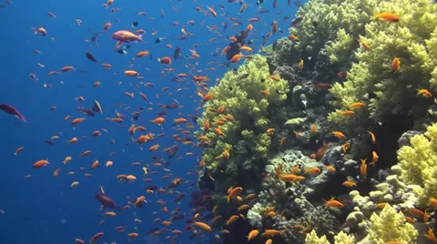 Anthias Brothers Stock Footage 33531627