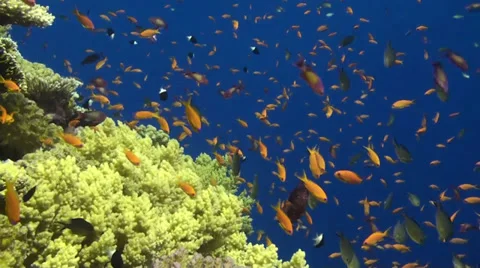 Anthias at the Brothers Stock Footage 33531643
