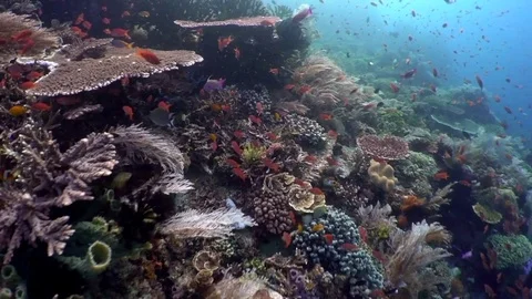 Anthias on  a Coral Reef 3 Video stock 81939773