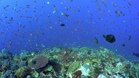 Anthias on  a Coral Reef 4 Stock Footage 81940176
