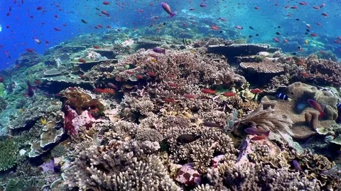 Anthias on  a Coral Reef 5 Stock Footage 81939930