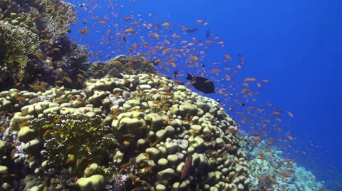 Anthias at coral reef Stock Footage 33531143