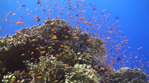 Anthias at coral reef Stock Footage 33531149
