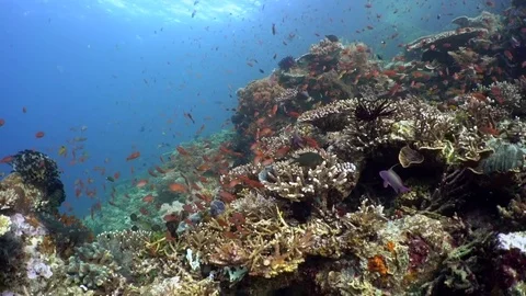 Anthias on  a Coral Reef Stock Footage 81940246