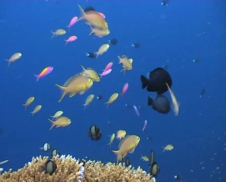 Anthias feeding on plankton 3 Stock Footage 1090853