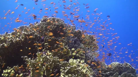 Anthias at a fire coral 33531577